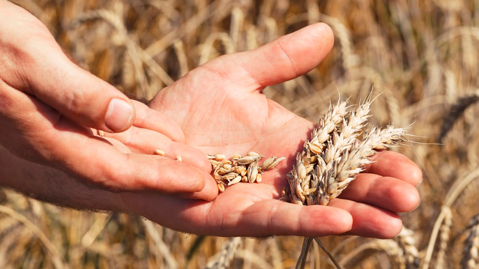 manos mostrando el trigo